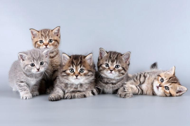 抖音五个小猫点头的表情包怎么弄