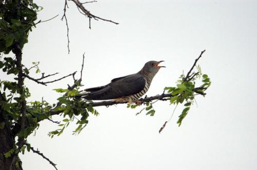七夕布谷鸟不孤表情包有哪些