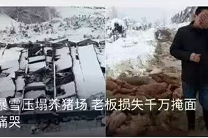 暴雪压塌养猪场老板损失千万掩面痛哭梗的出处
